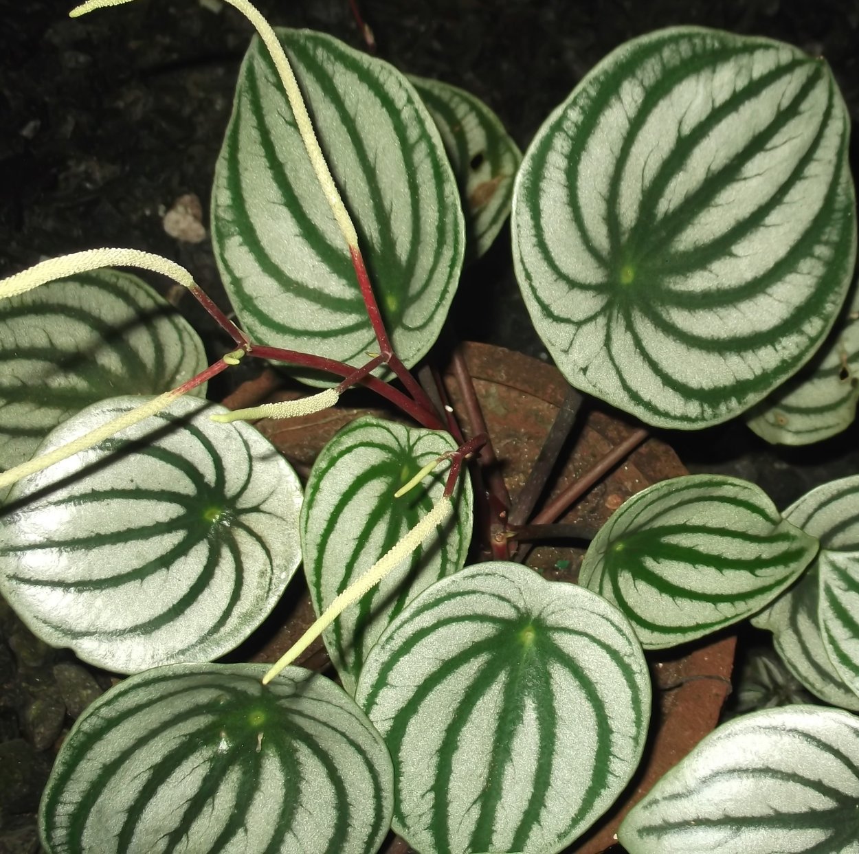 Пеперомия Argyreia