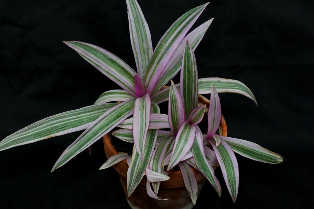 Традесканция spathacea