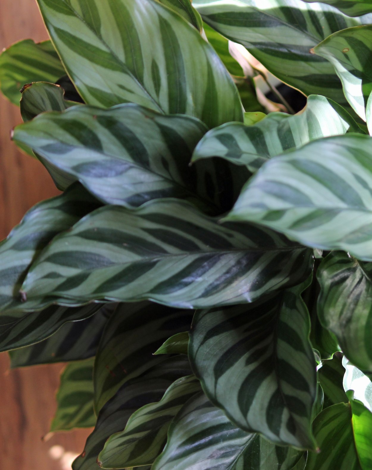 Калатея мраморная