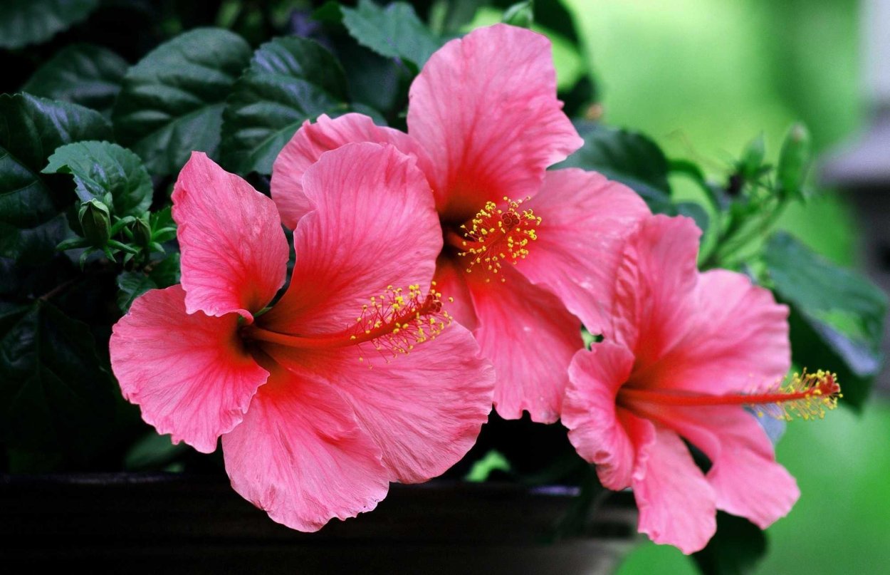 Королевский гибискус