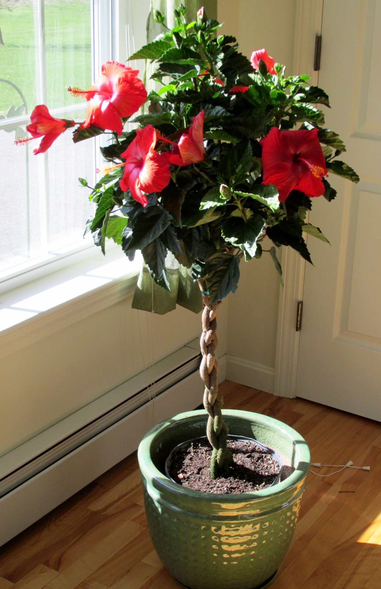 Гибискус Розан