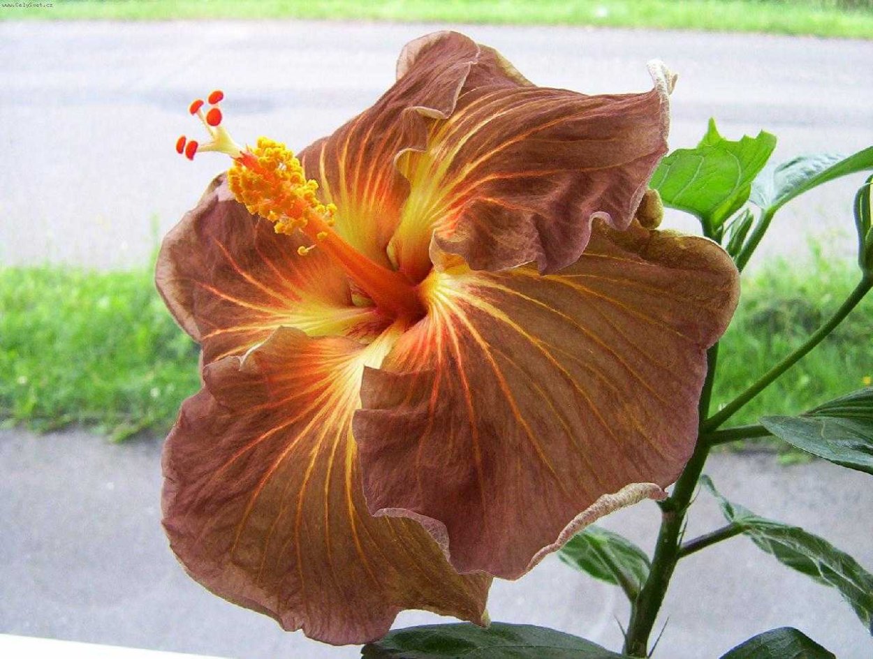 Цветок гибискуса