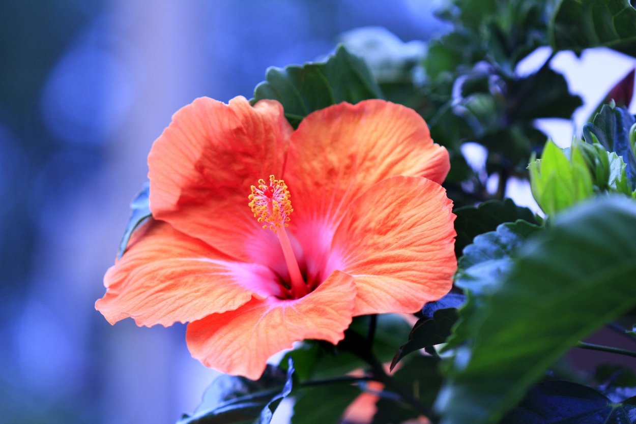 Гибискус китайская роза