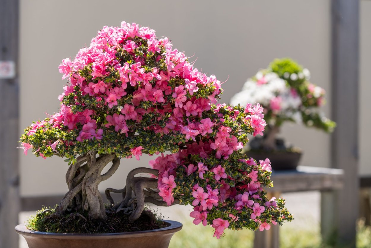 Рододендрон бонсай