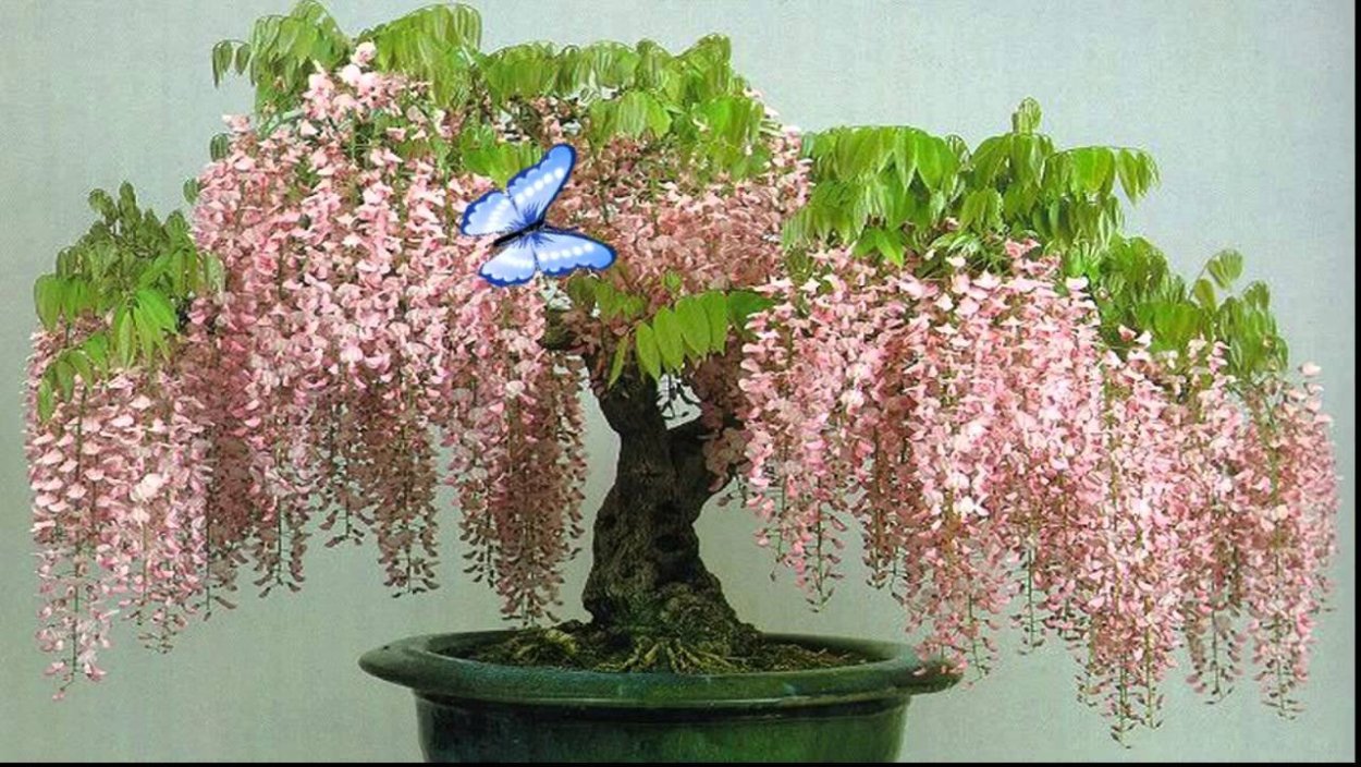 Глициния бонсай розовая