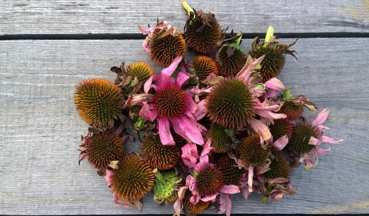 Эхинацея сушеная