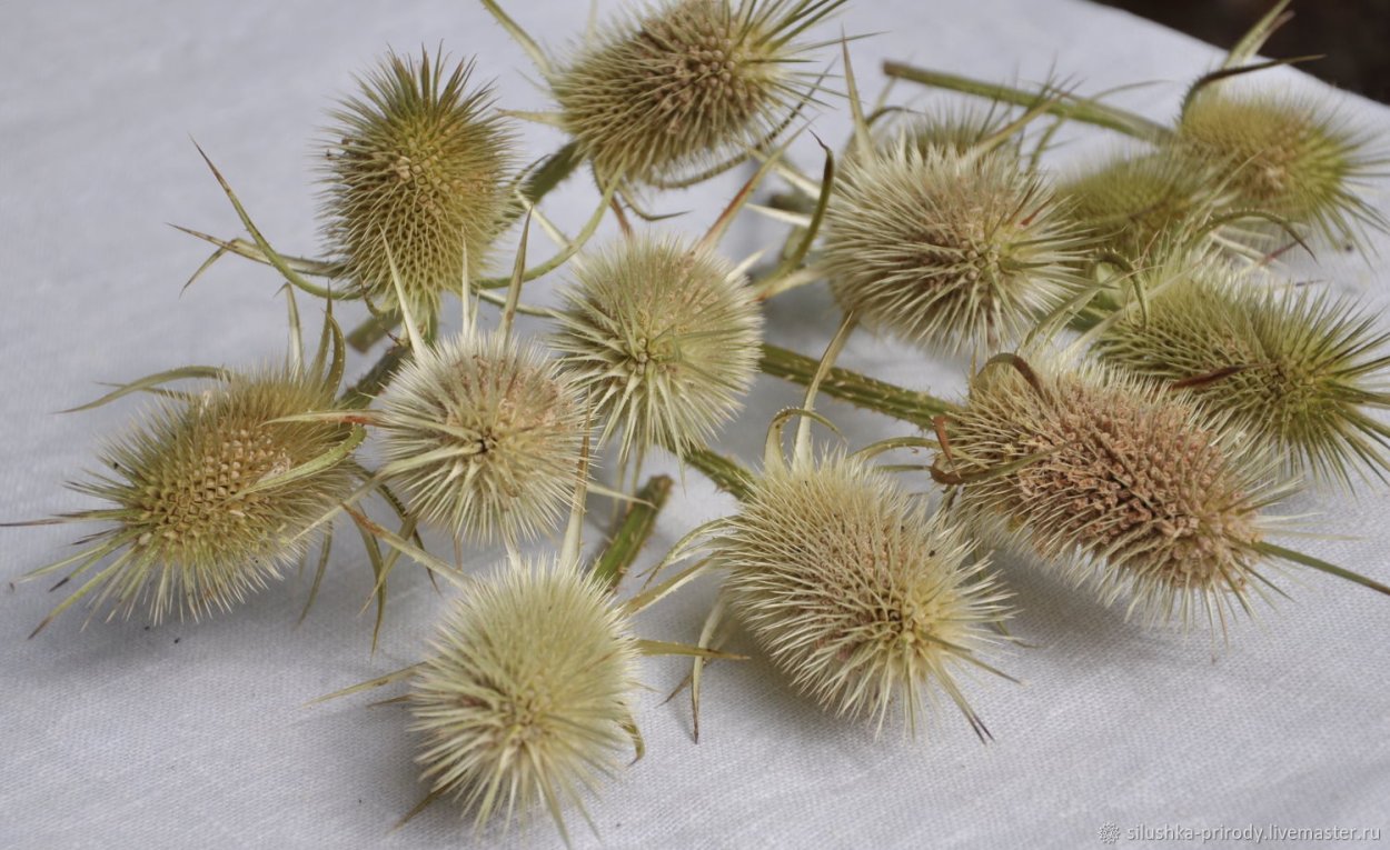 Сухоцветы Гофмана***/