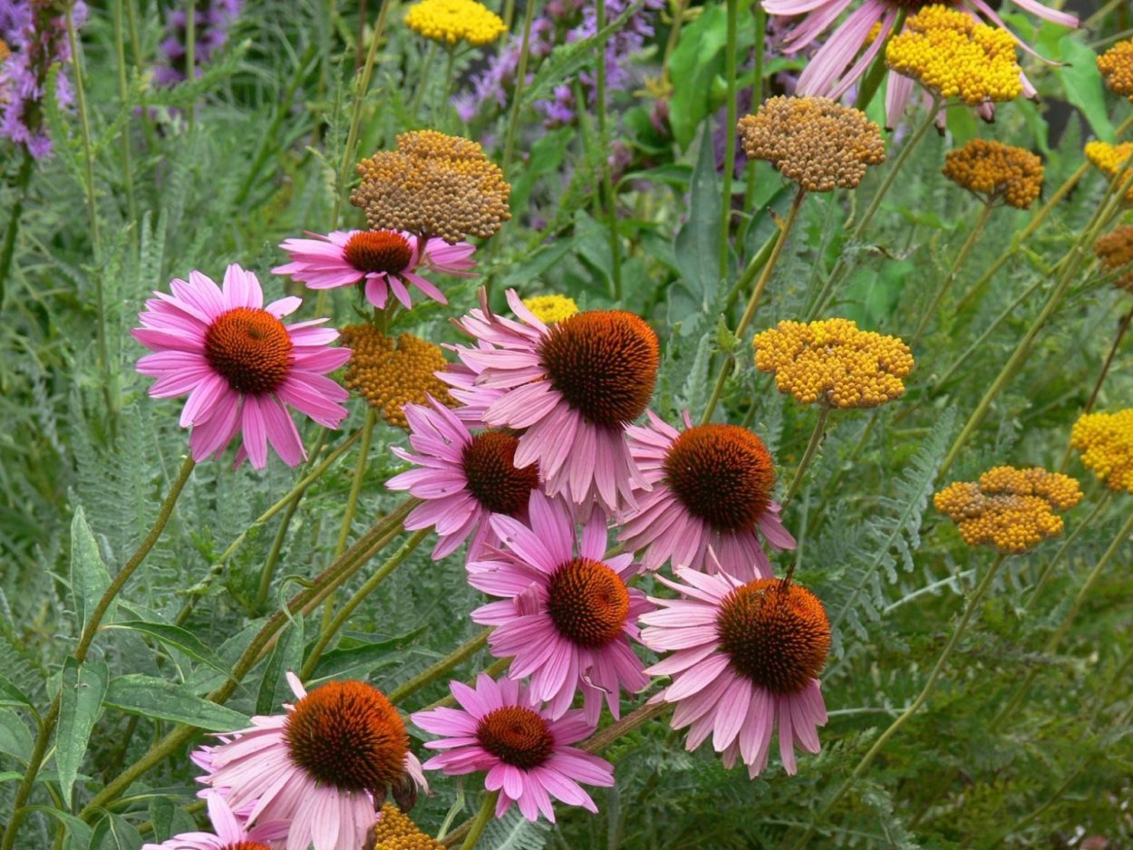 Эхинацея сухоцвет