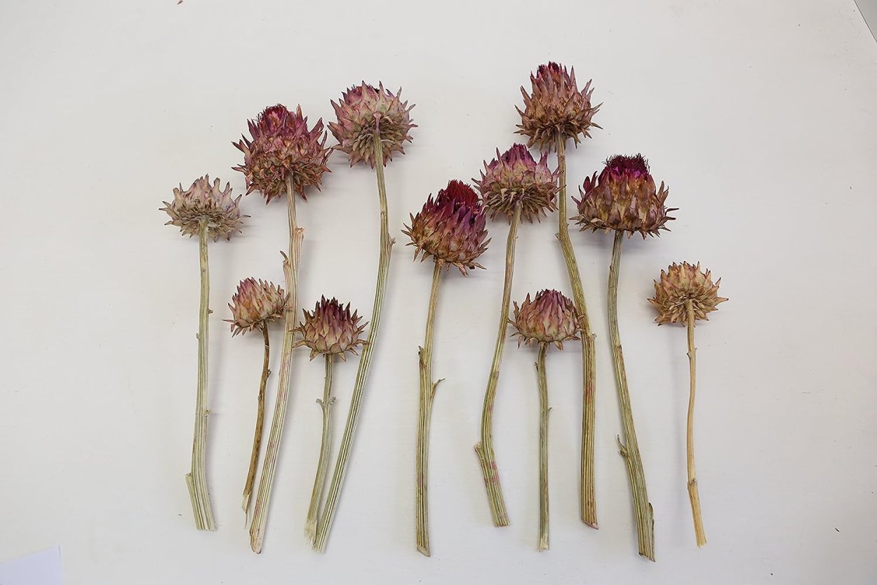 Кровохлебка сухоцвет