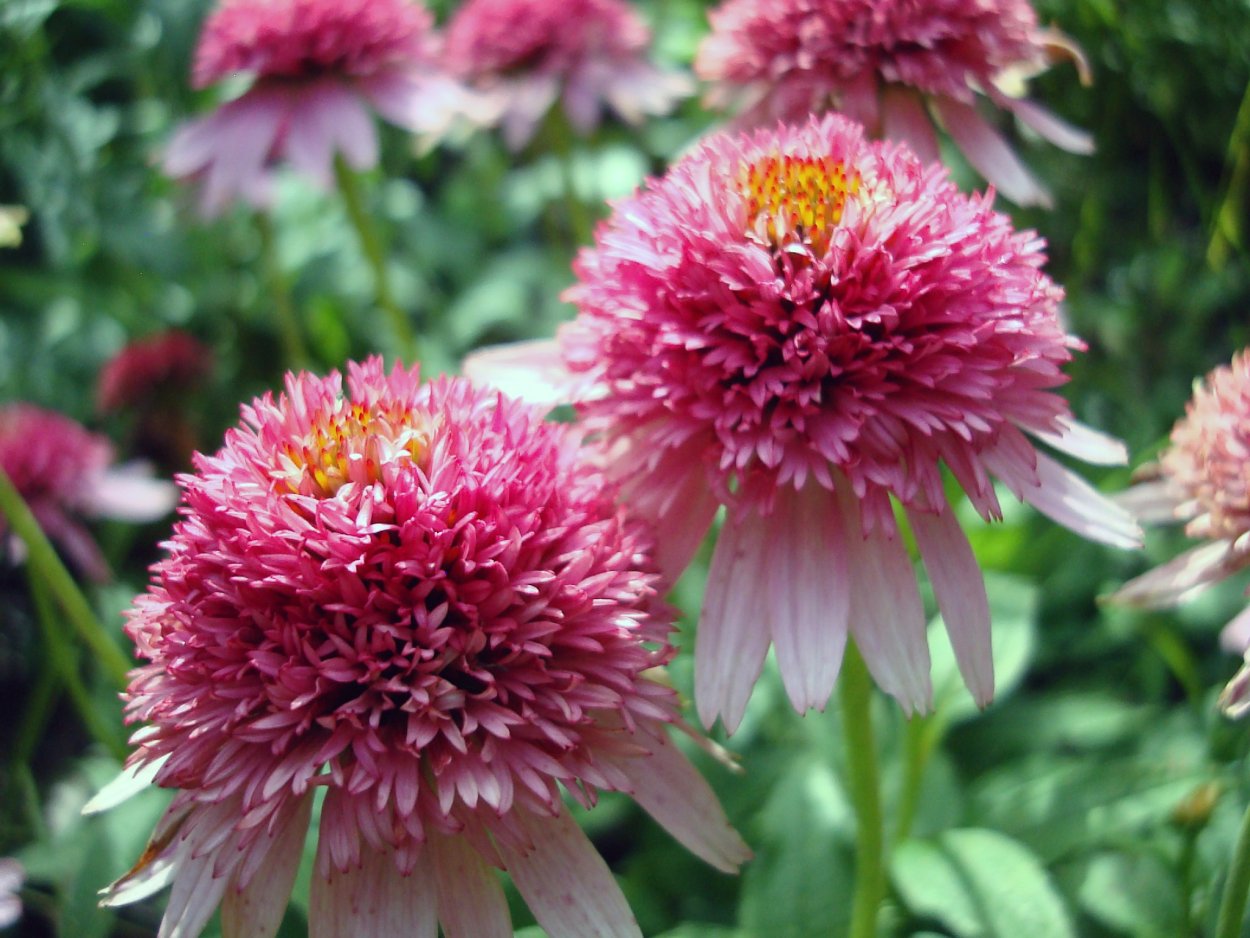 Эхинацея пурпурная