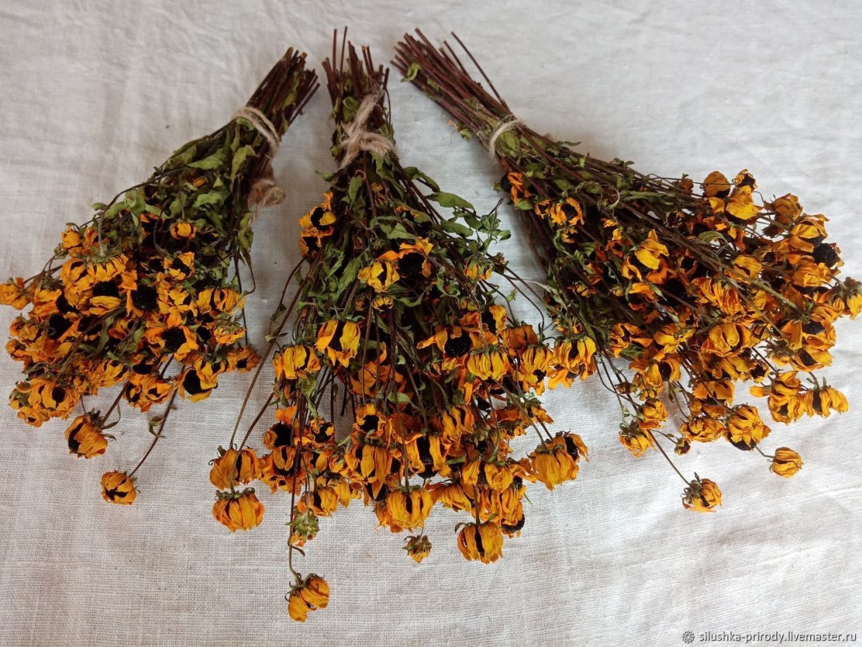 Сухоцветы в букетах названия