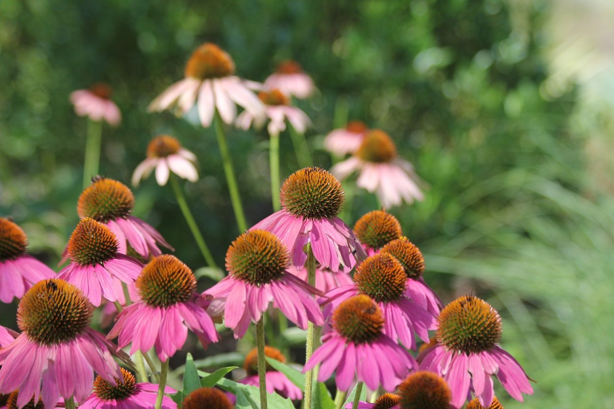 Эхинацея странная (Echinacea paradoxa)
