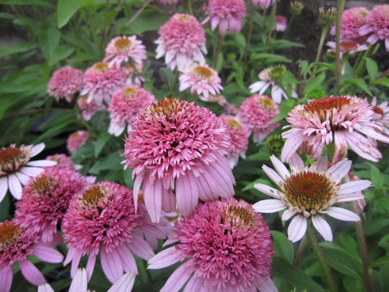 Эхинацея секрет романс