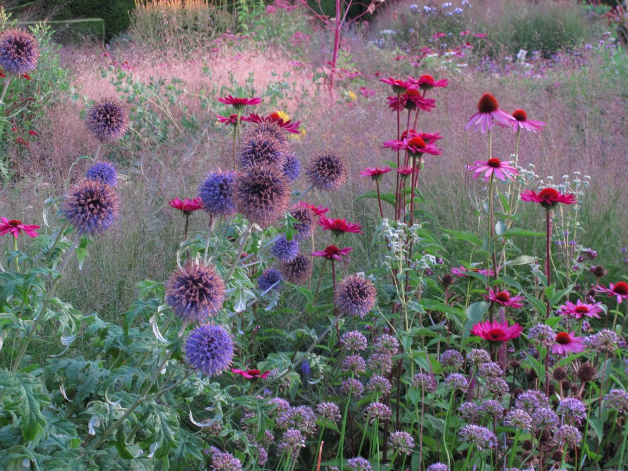 Мордовник и синеголовник