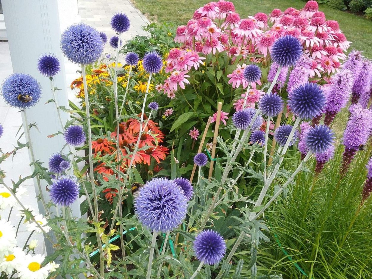 Мордовник обыкновенный ritro