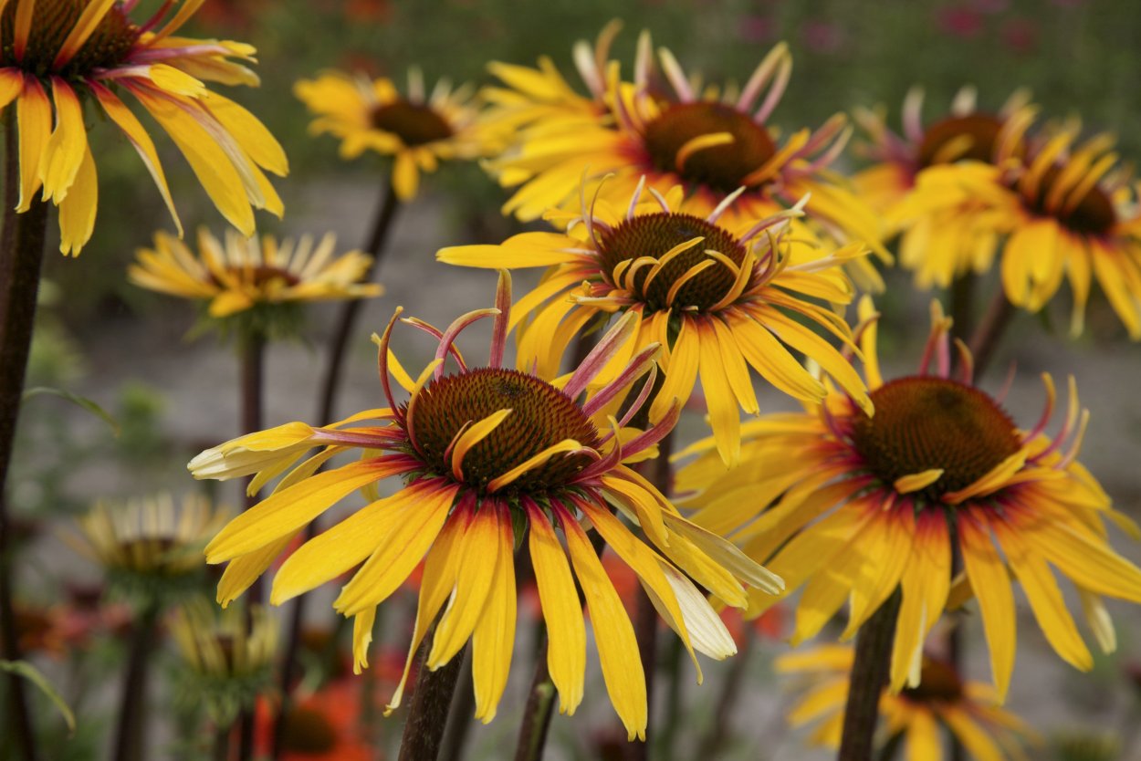 Эхинацея Rainbow Yellow