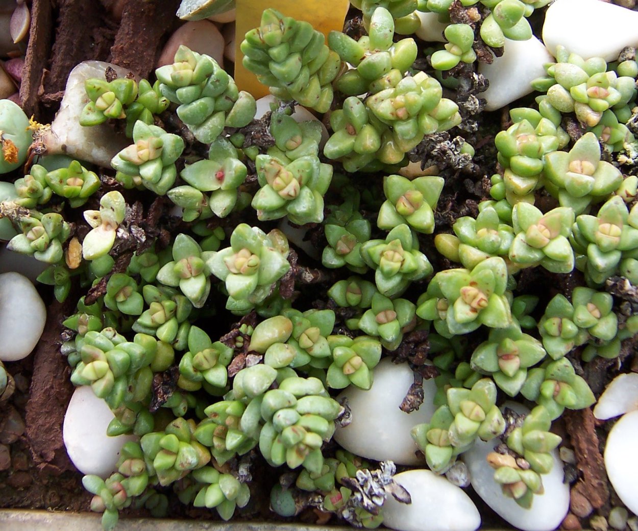 Crassula sericea var. Sericea
