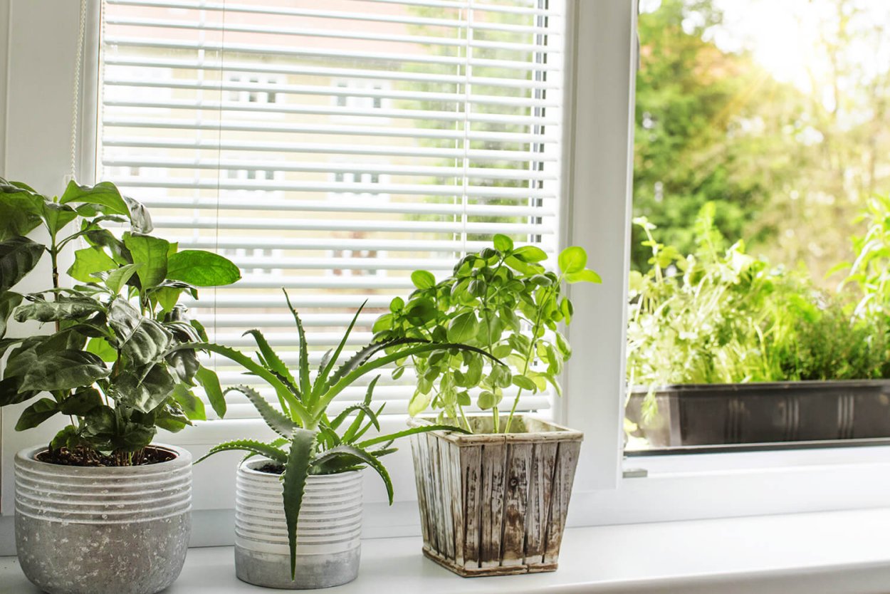 Plants you should not grow at Home