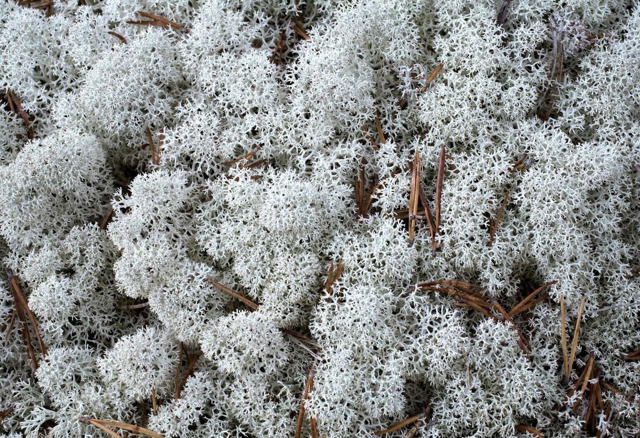 Ягель на белом фоне