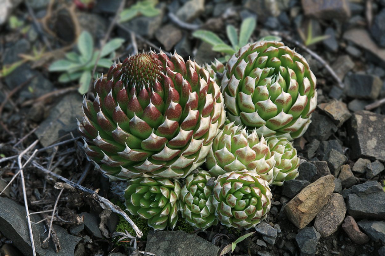 Горноколосник суккулент Orostachys spinosa