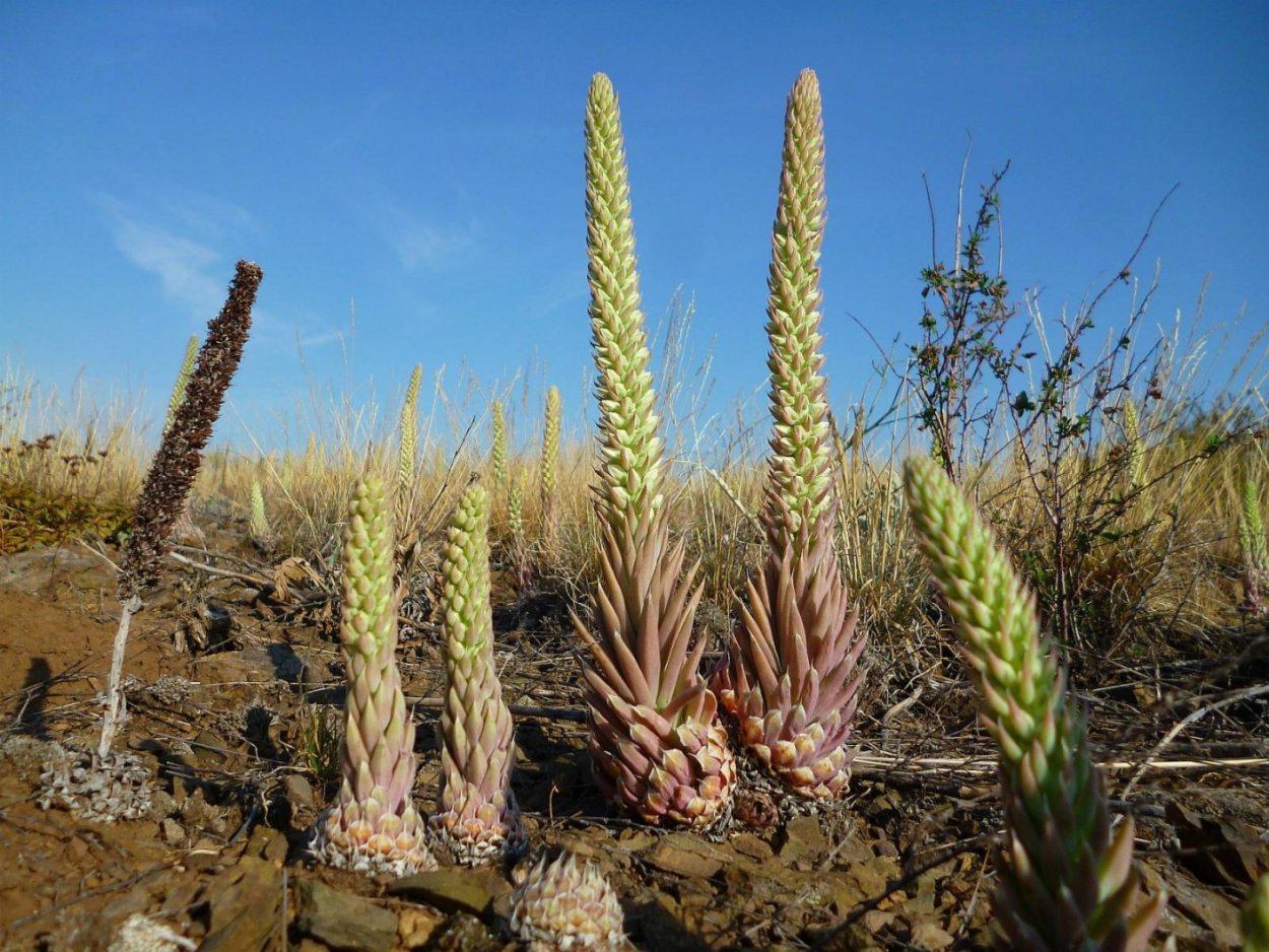 Горноколосник Байкальский