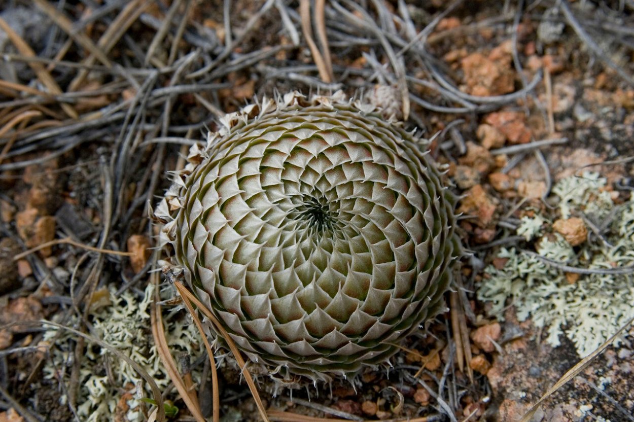 Горноколосник щитковый