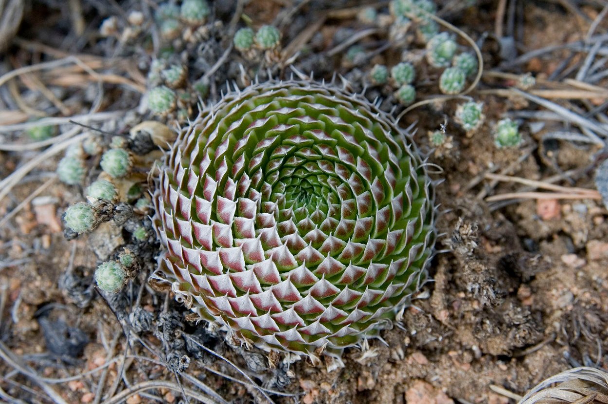 Orostachys spinosa Горноколосник колючий