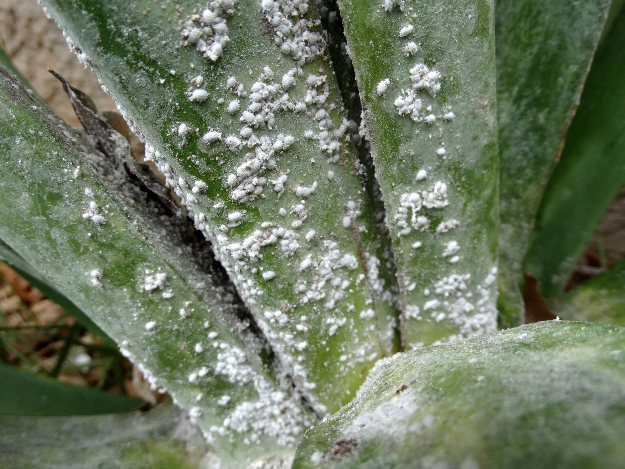 Кленовый мучнистый червец