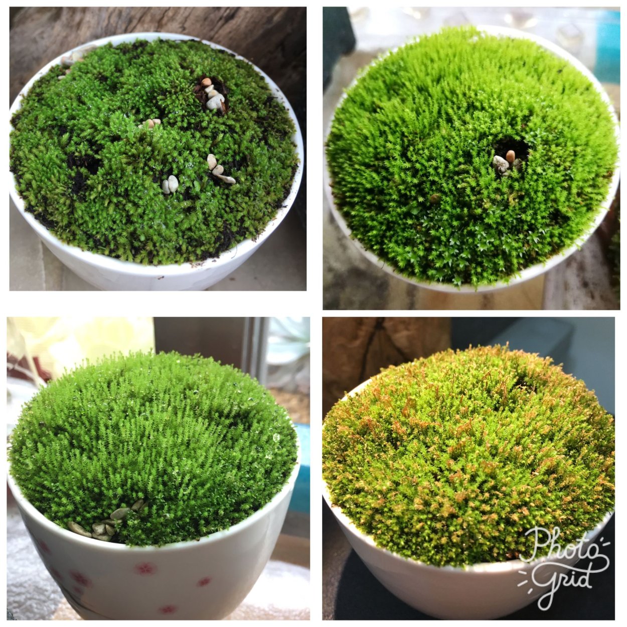 Мох для комнатных растений