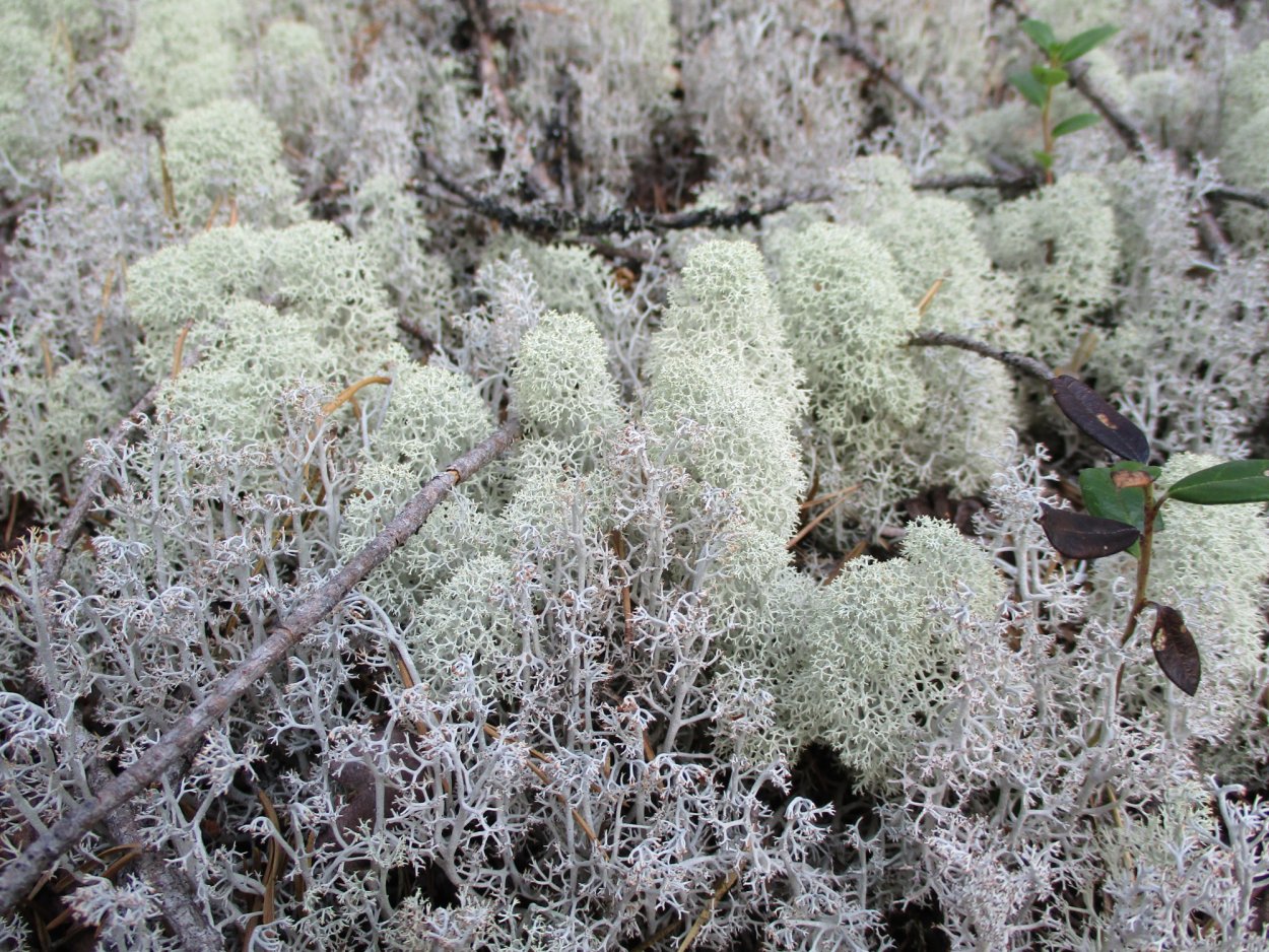 Мох на белом фоне