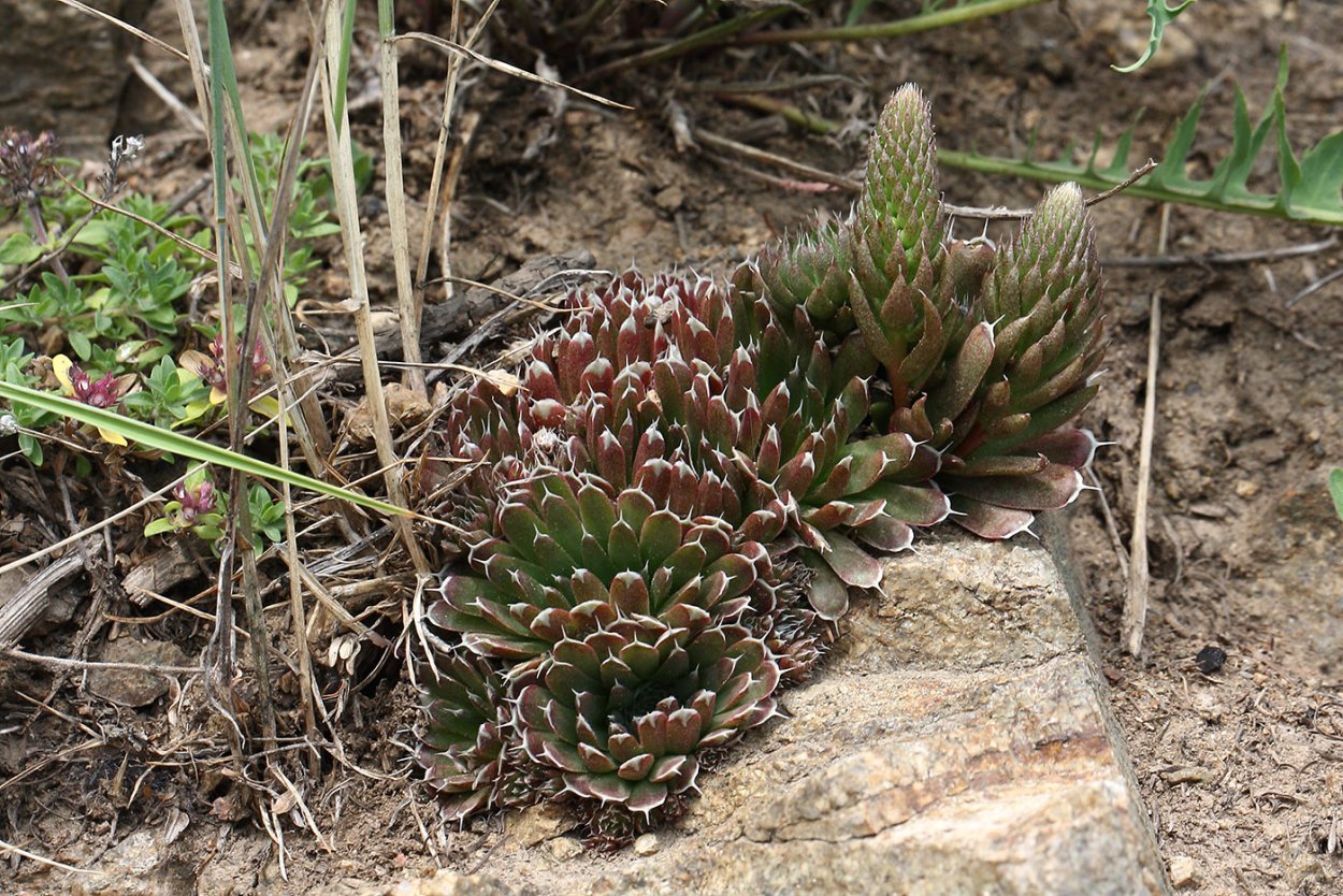 Молодило Orostachys spinosa