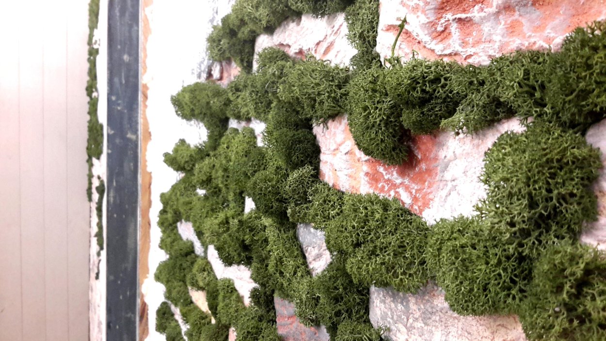 Мох на кирпичной стене