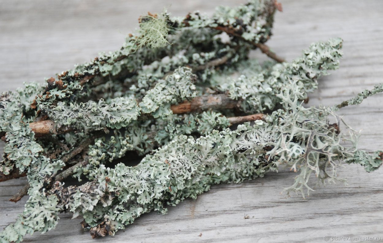Мох пармелия