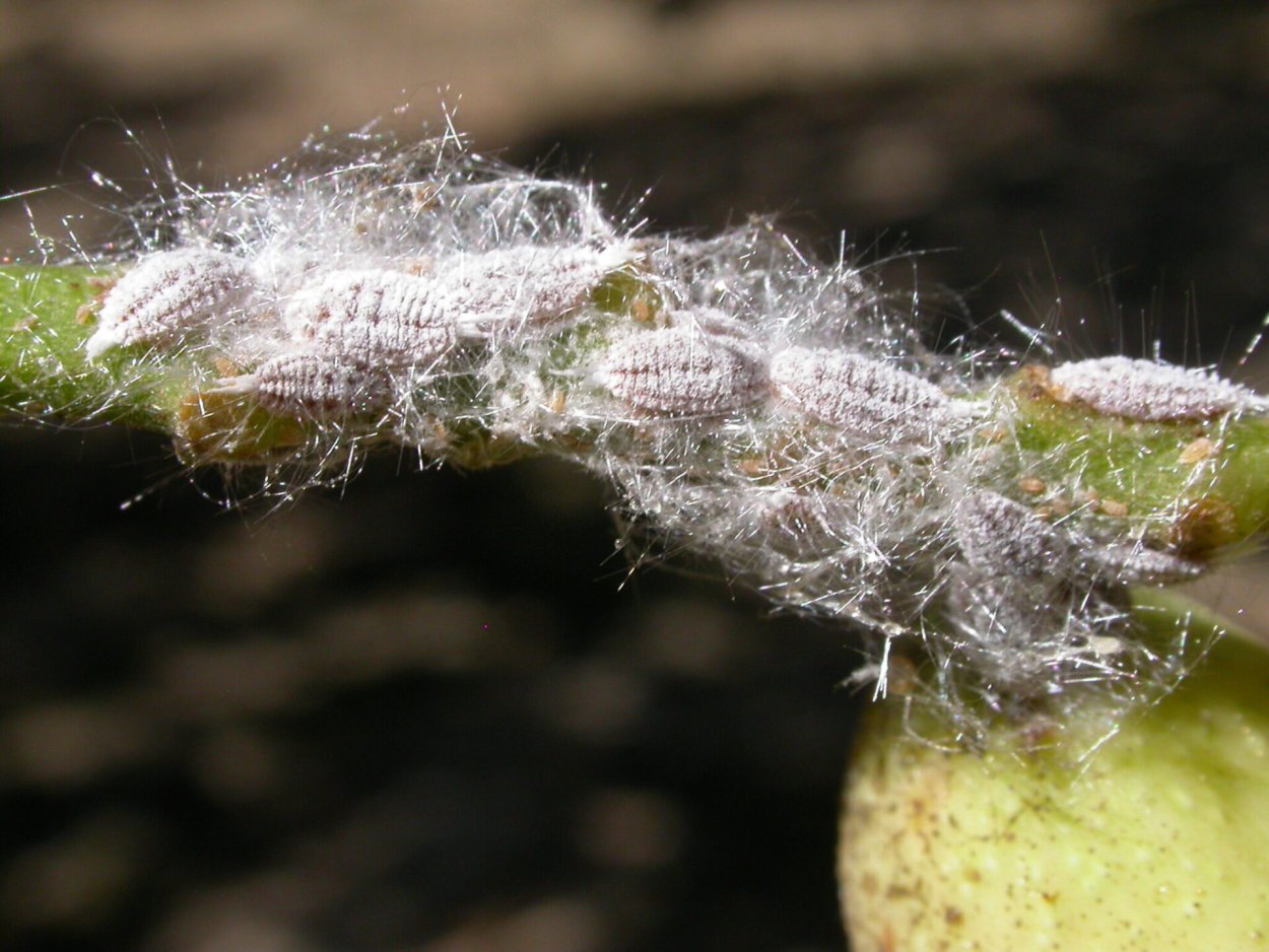 Кленовый мучнистый червец