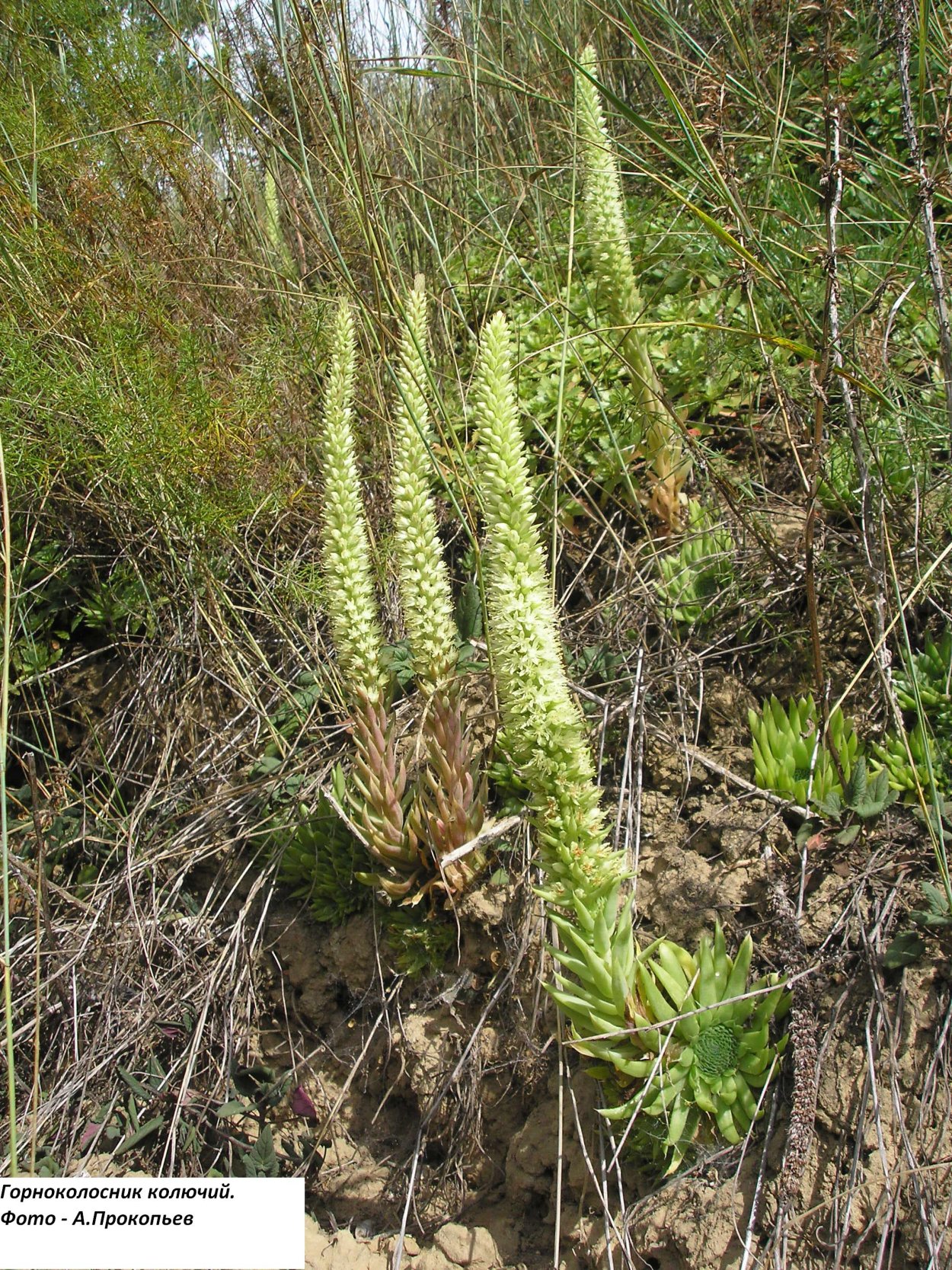 Лечебные травы Томской области