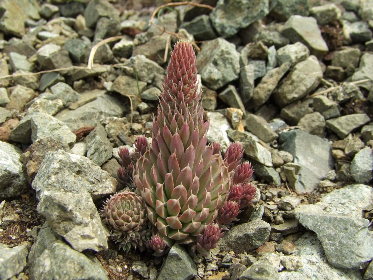 Горноколосник иваренге