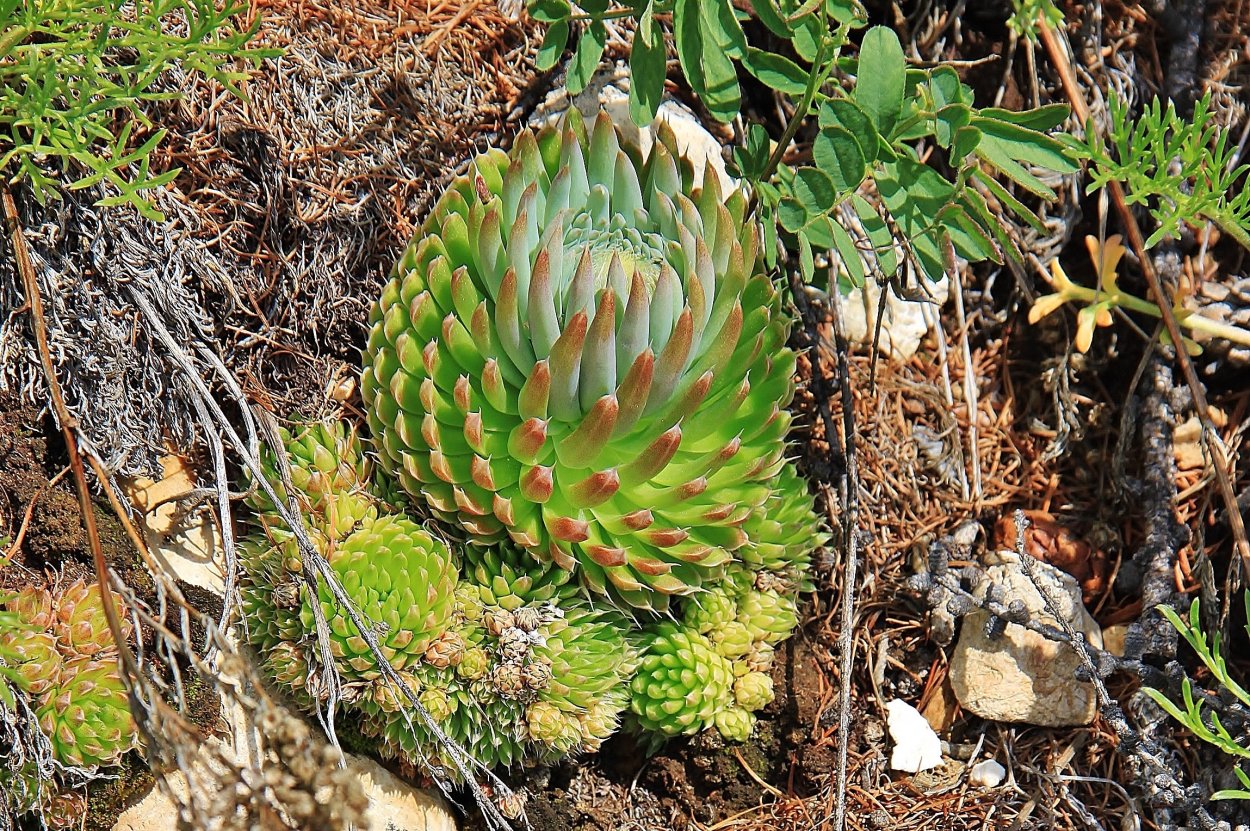 Горноколосник Байкальский