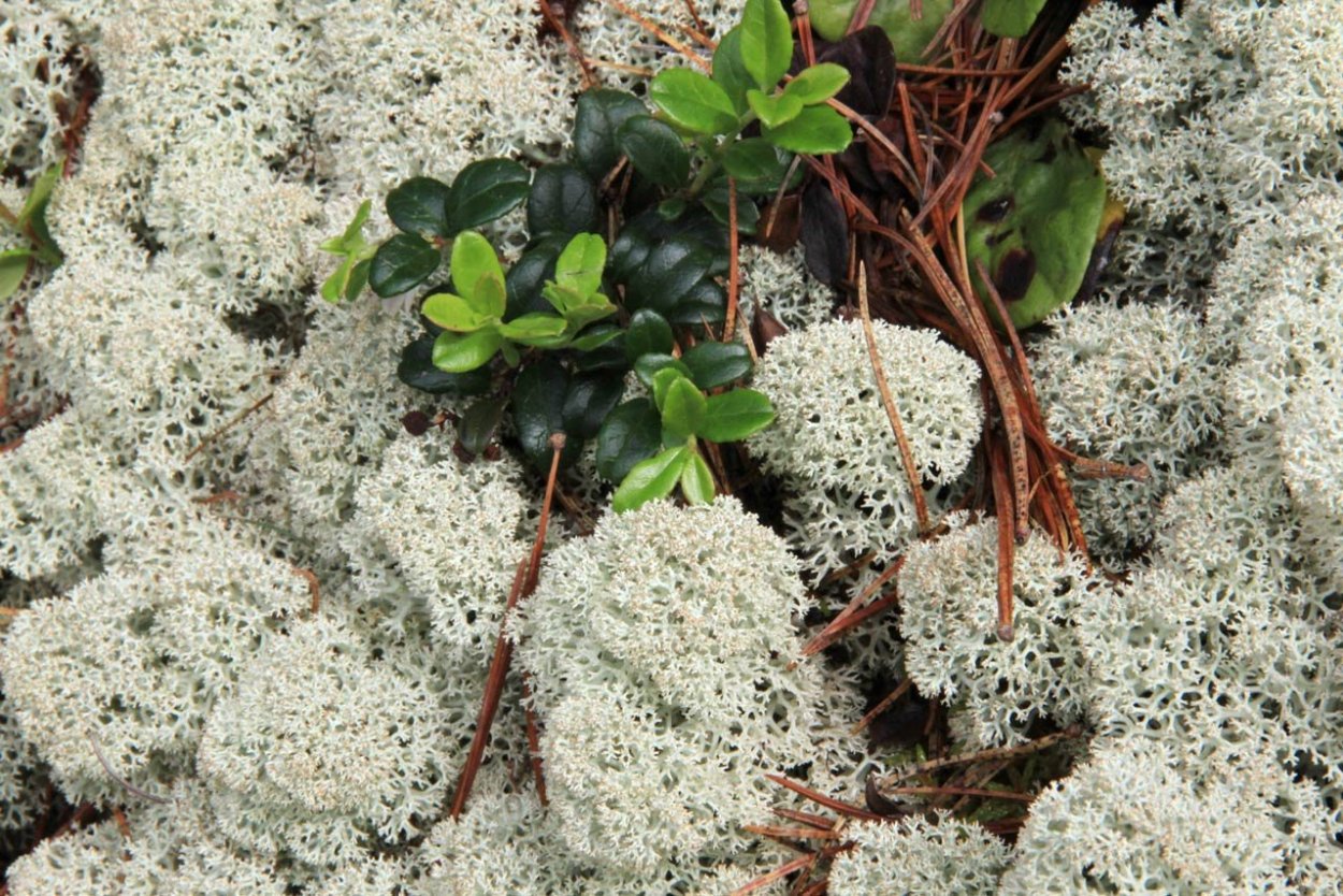 Белый мох ягель