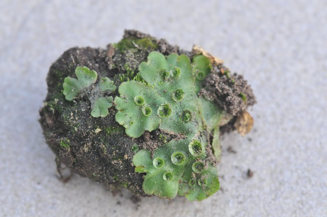 Лишайники на почве