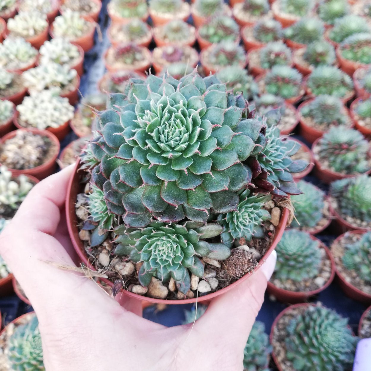 Orostachys fimbriatum