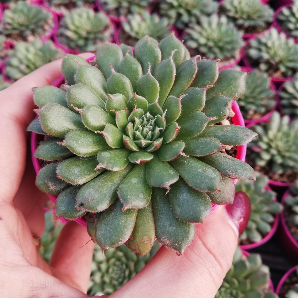 Горноколосник японский