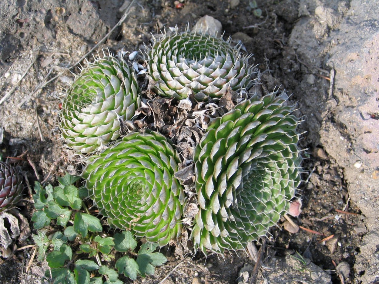 Горноколосник купить