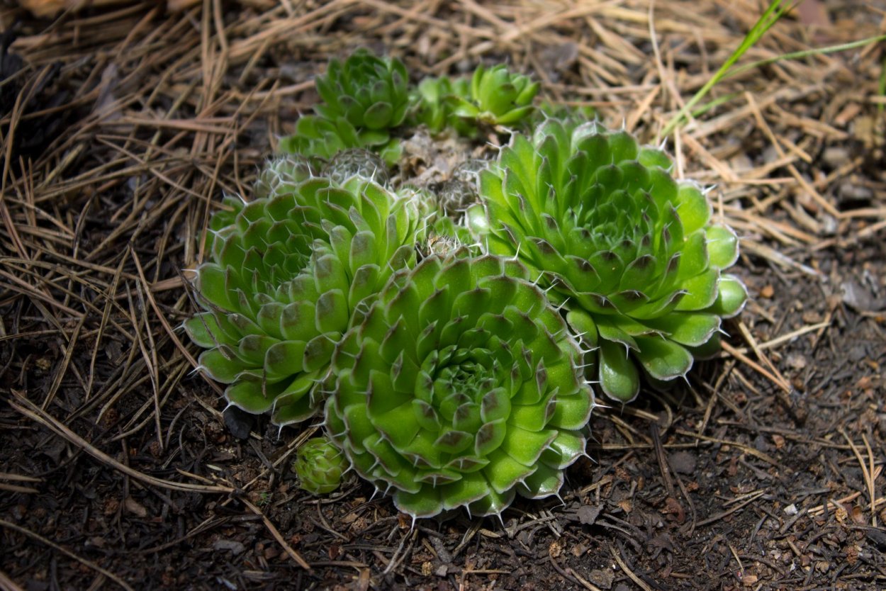 Суккуленты Байкала Горноколосник колючий