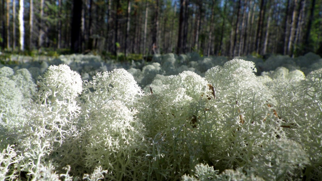 Лишайник ягель в тундре