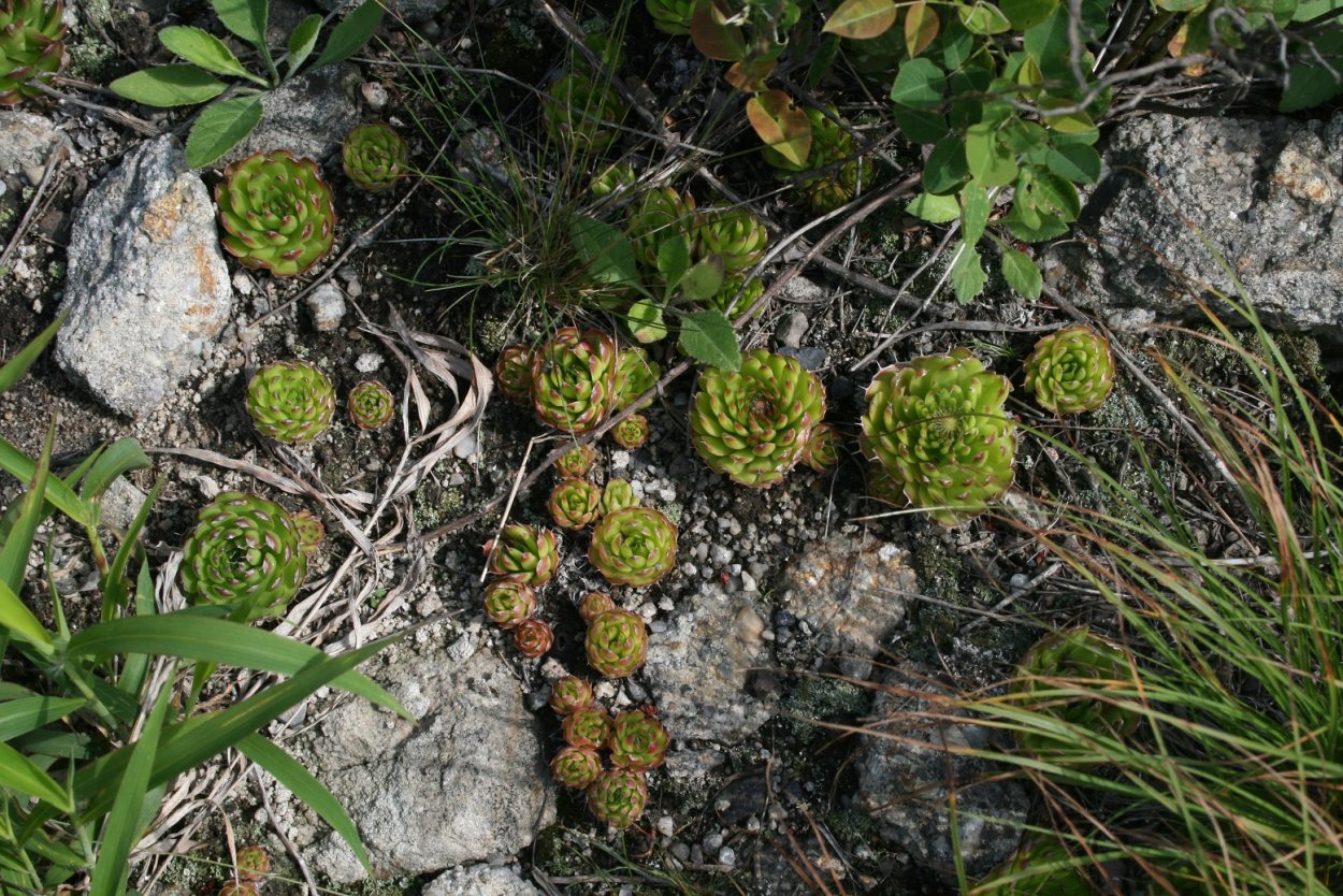 Горноколосник странный