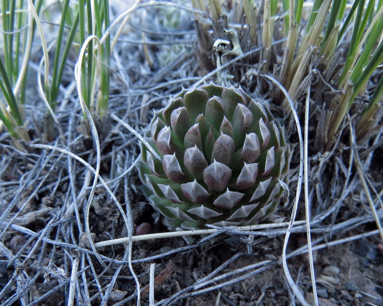 Молодило Горноколосник