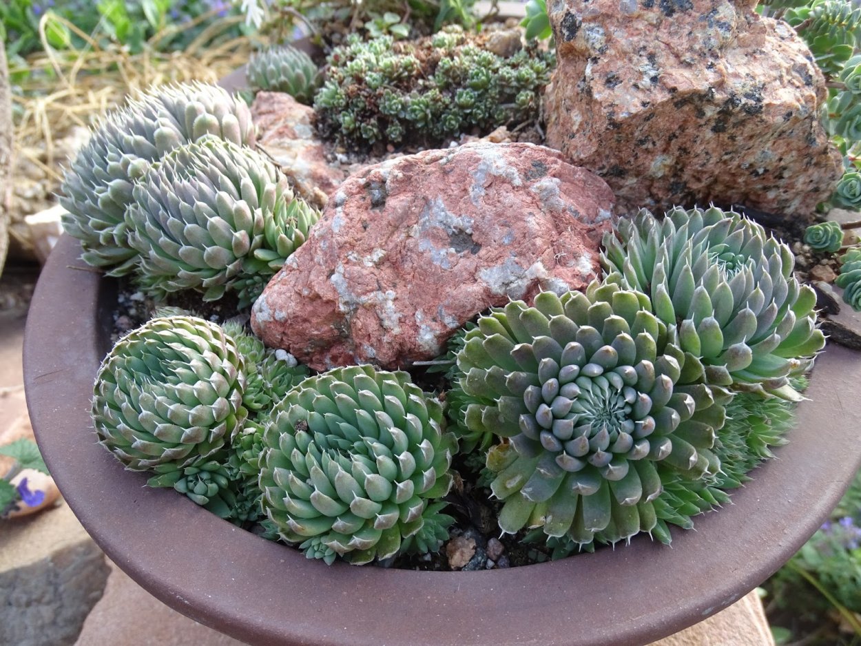 Молодило Горноколосник