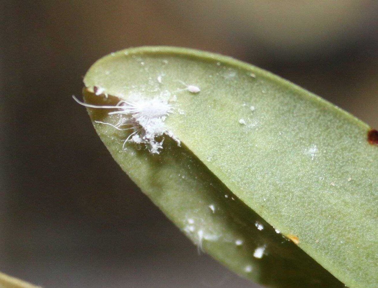 Белый мучнистый червец