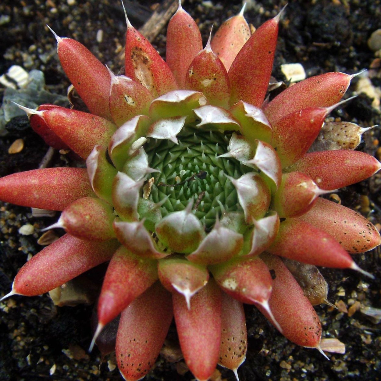 Горноколосник суккулент Orostachys spinosa