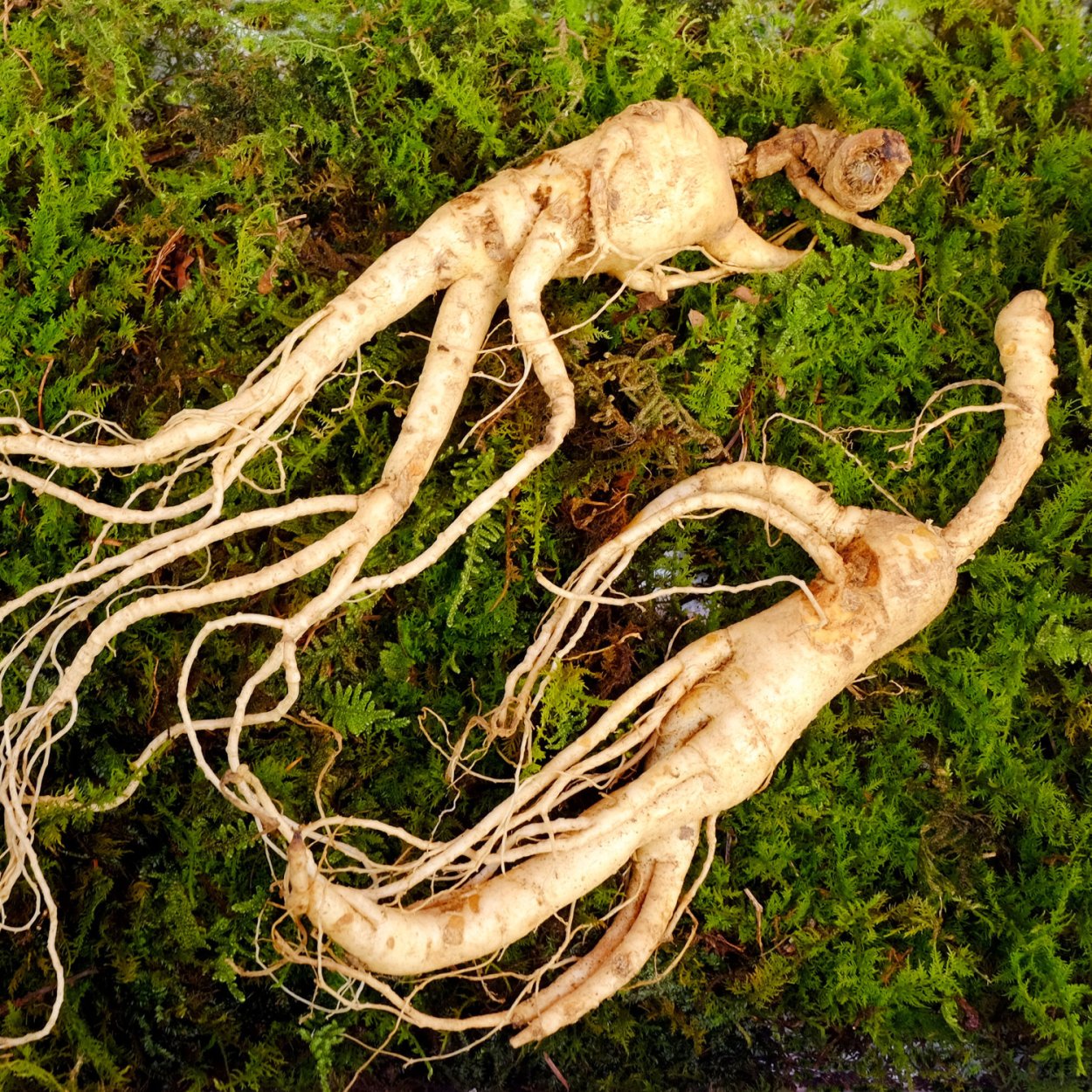 Ginseng SL 166.7 FLORAFARM